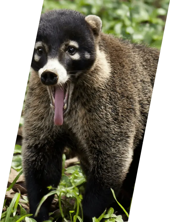 coatí