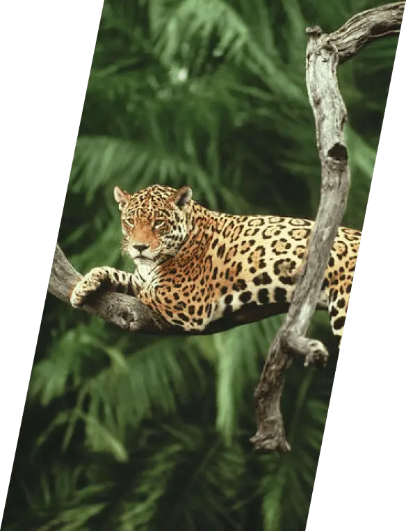 jaguar