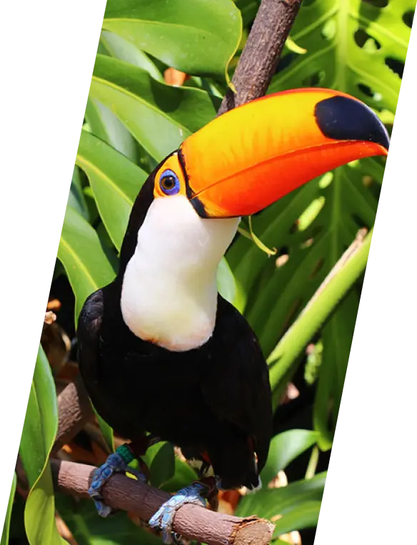 tucan